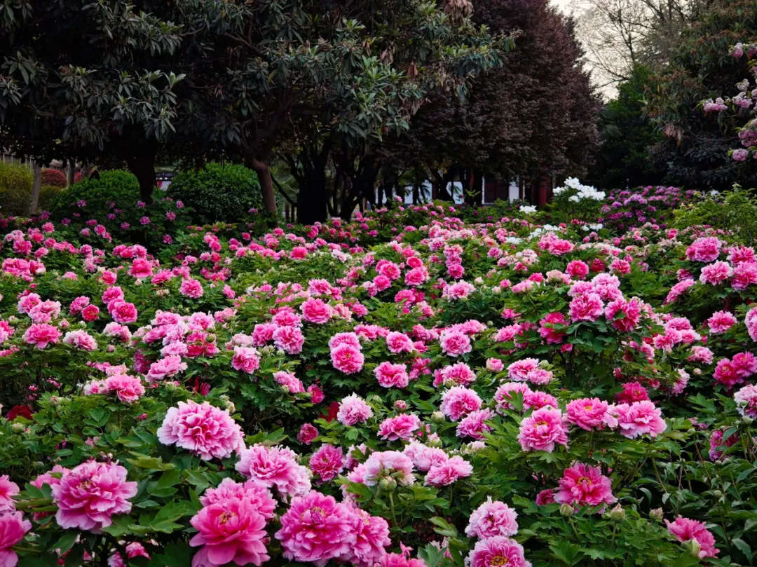 640_wx_fmt=png&from=appmsg&tp=webp&wxfrom=5&wx_lazy=1&wx_co=1 (1)